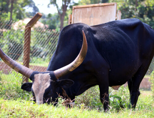 A Christmas Bull for Disadvantaged Communities in Africa