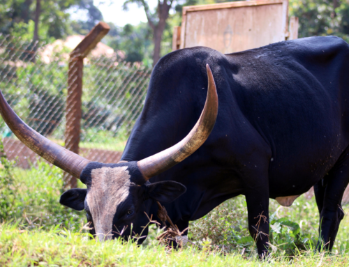A Christmas Bull for Disadvantaged Communities in Africa